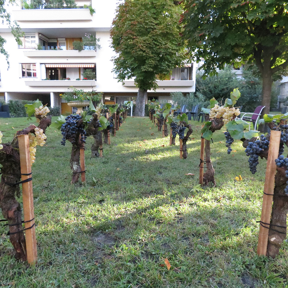 Vendanges en Arcadie 10/10/19